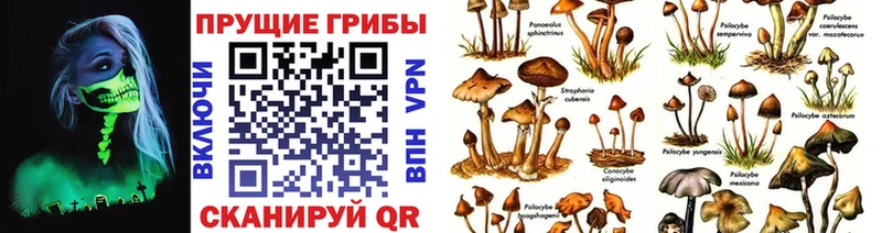 Купить где  Княгинино  Галлюциногенные грибы Psilocybine cubensis 